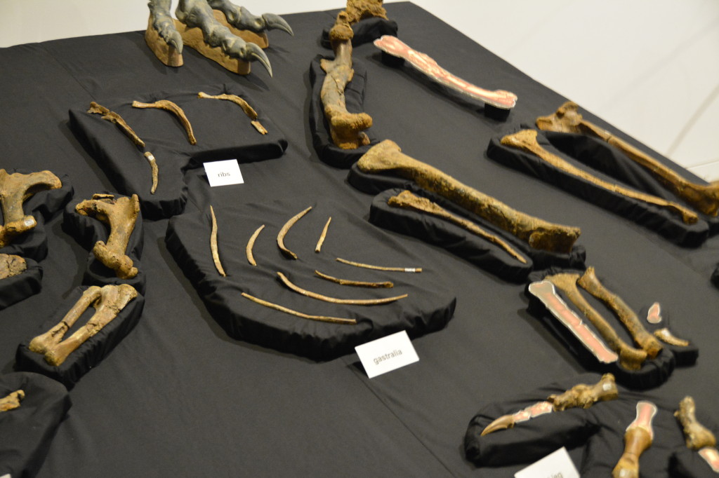 Age of Dinosaurs, Winton