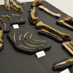 Age of Dinosaurs, Winton