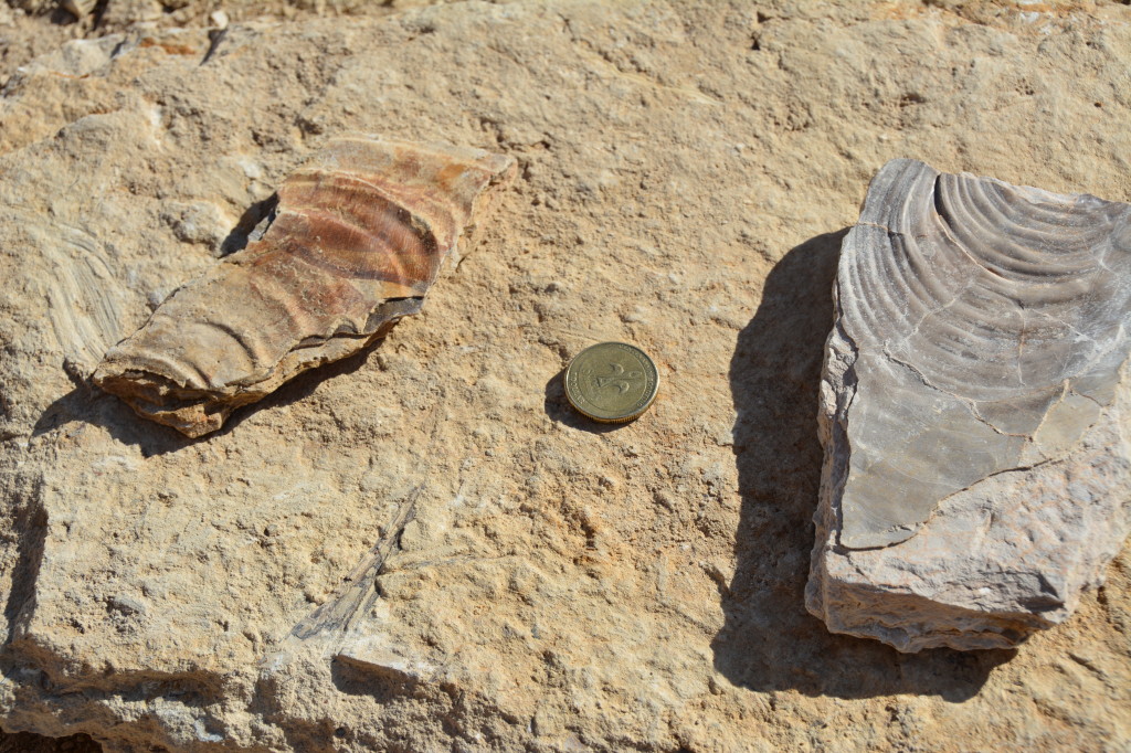 Fossil hunting at Richmond, Dinosaur Triangle