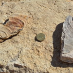 Fossil hunting at Richmond, Dinosaur Triangle