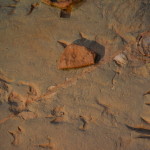 Dinosaur stampede, Winton, Dinosaur Triangle