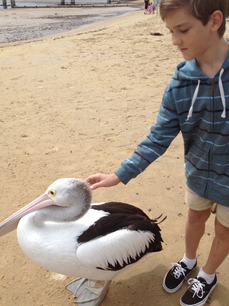 lachlan pelican 1