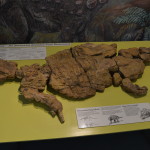 Dinosaur fossils at Richmond, Dinosaur Triangle