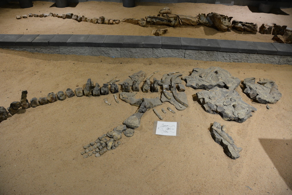 Dinosaur fossils at Richmond, Dinosaur Triangle
