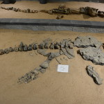 Dinosaur fossils at Richmond, Dinosaur Triangle