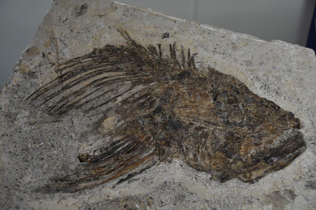 Dinosaur fossils at Richmond, Dinosaur Triangle