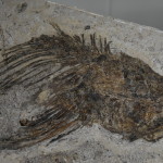 Dinosaur fossils at Richmond, Dinosaur Triangle