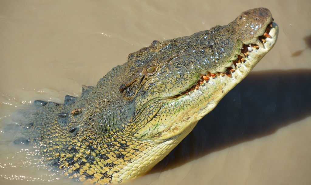 Crocodile swimming in Adelaide River, NT