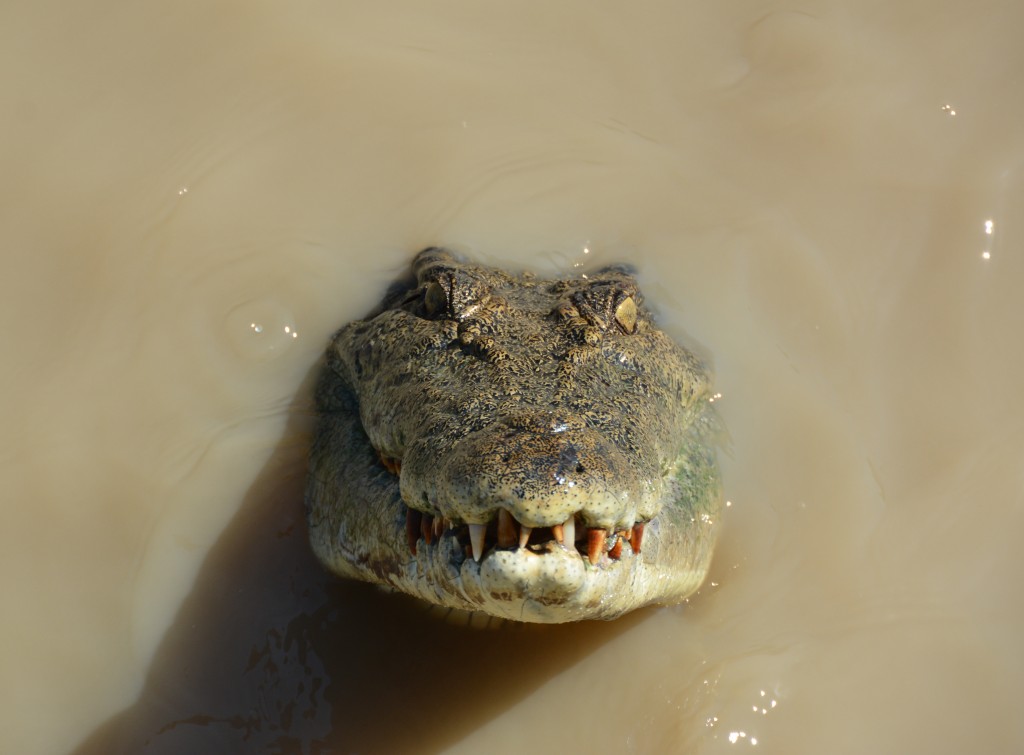 Watch out for crocodiles in the northern parts of Australia