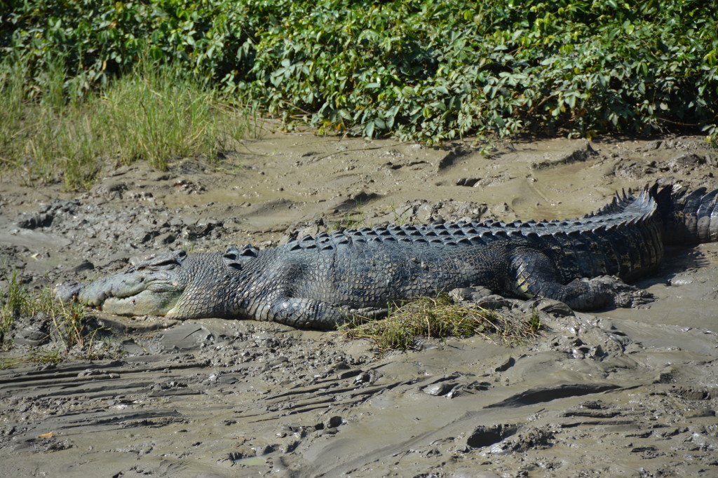 crocodile 5