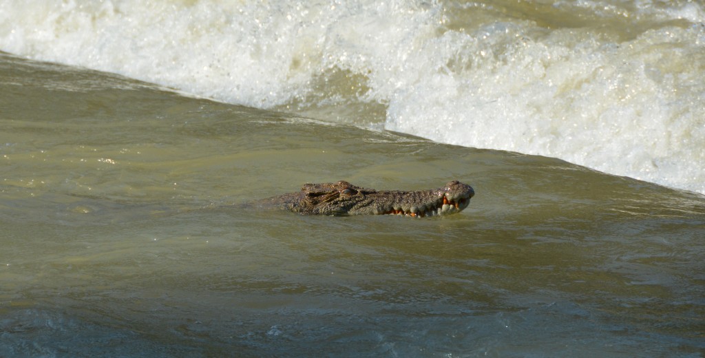 saltwater crocodile crossing Cahills Crossing, Kakadu