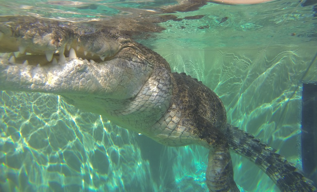 Darwin swimming with crocodiles
