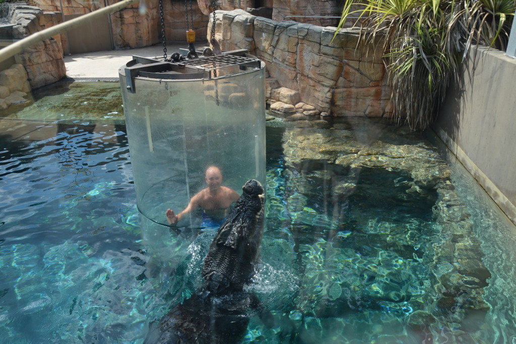 darwin swimming with croc 2