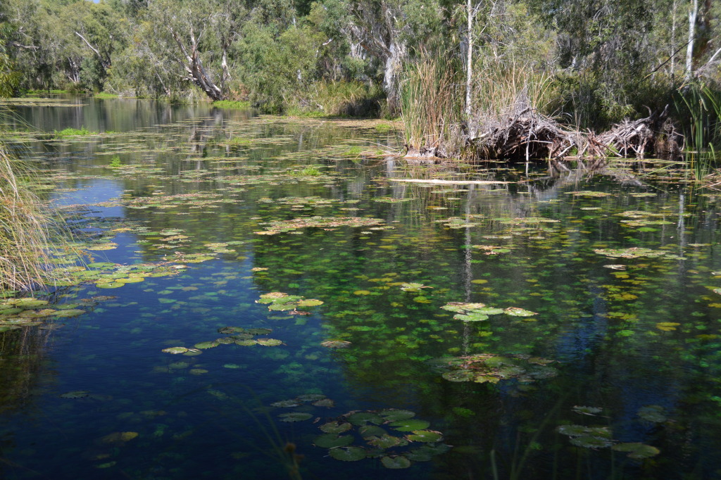 clear water at millstream homestead_pilbara