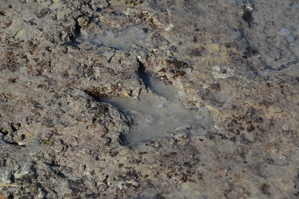 Dinosaur footprint, Broome