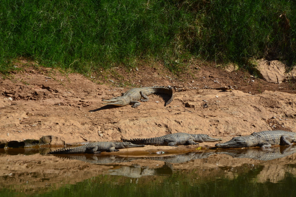 Freshwater crocodiles sunbaking at Windjana Gorge