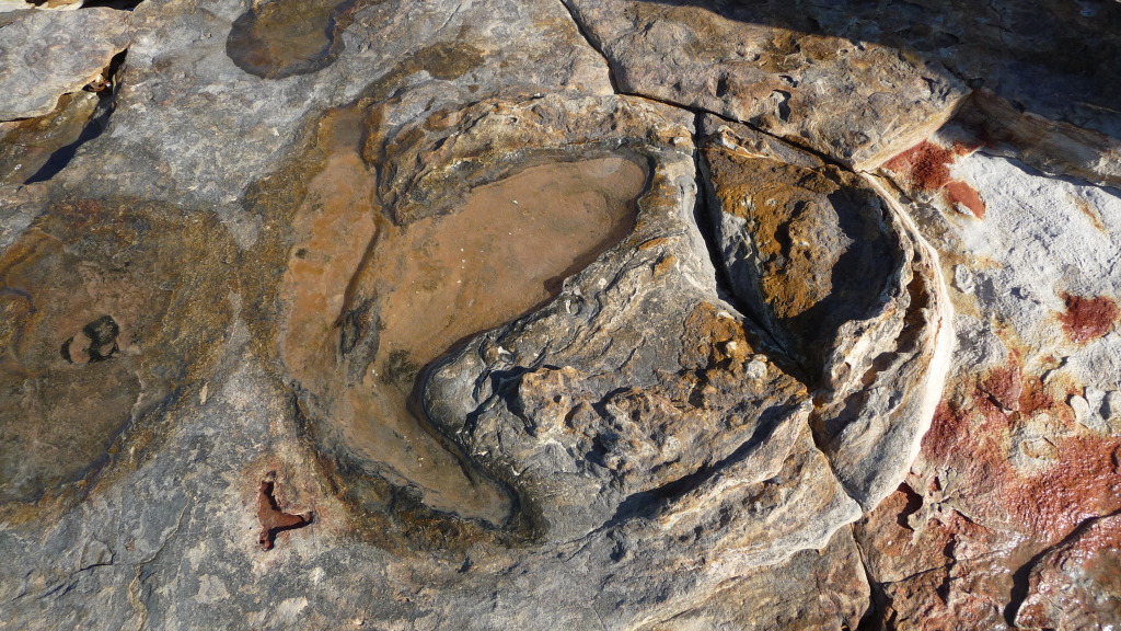 dinosaur footprint broome