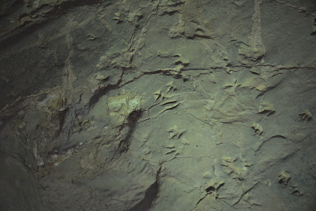 Dinosaur Stampede, Winton