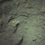 Dinosaur Stampede, Winton