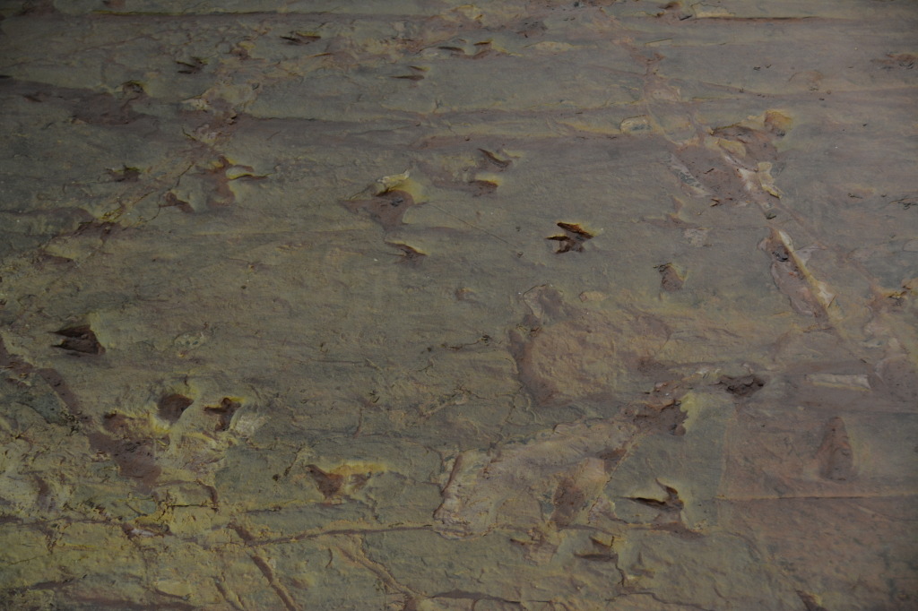 Dinosaur Stampede, Winton