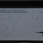 Dinosaur Stampede, Winton