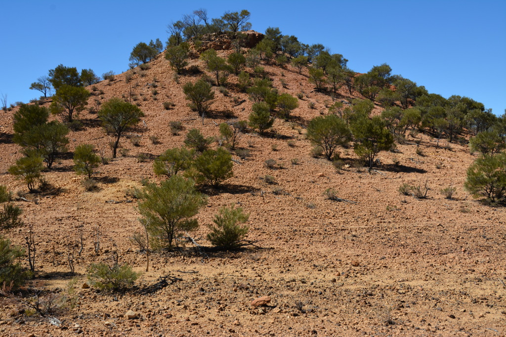 Dinosaur Stampede, Winton