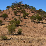 Dinosaur Stampede, Winton