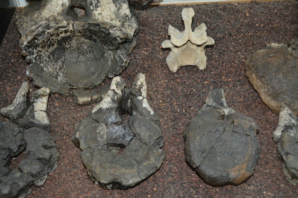 Age of Dinosaurs, Winton