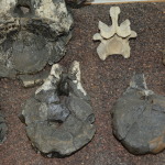 Age of Dinosaurs, Winton