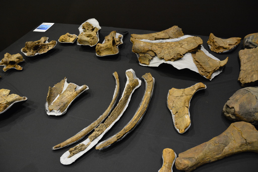 Age of Dinosaurs, Winton