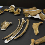 Age of Dinosaurs, Winton