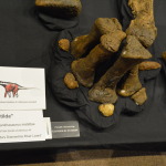 Age of Dinosaurs, Winton