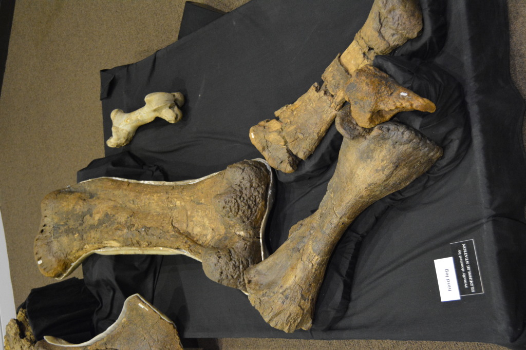 Age of Dinosaurs, Winton