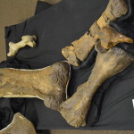 Age of Dinosaurs, Winton