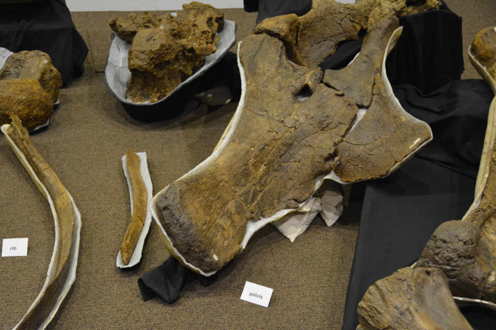 Age of Dinosaurs, Winton