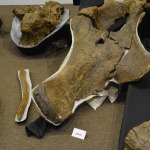 Age of Dinosaurs, Winton