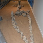 Kronosauruskorner, Richmond