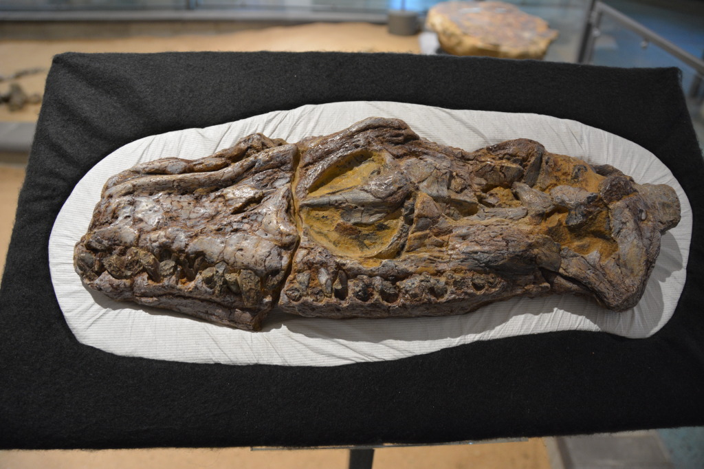 Kronosauruskorner, Richmond