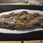 Kronosauruskorner, Richmond