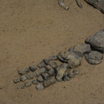 Kronosauruskorner, Richmond