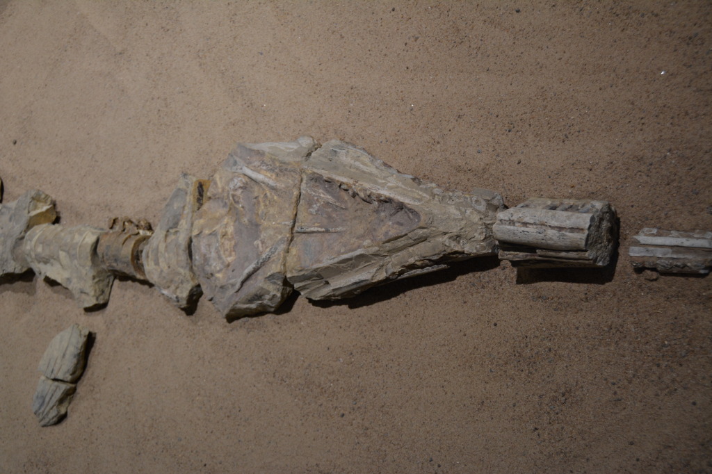 Kronosauruskorner, Richmond