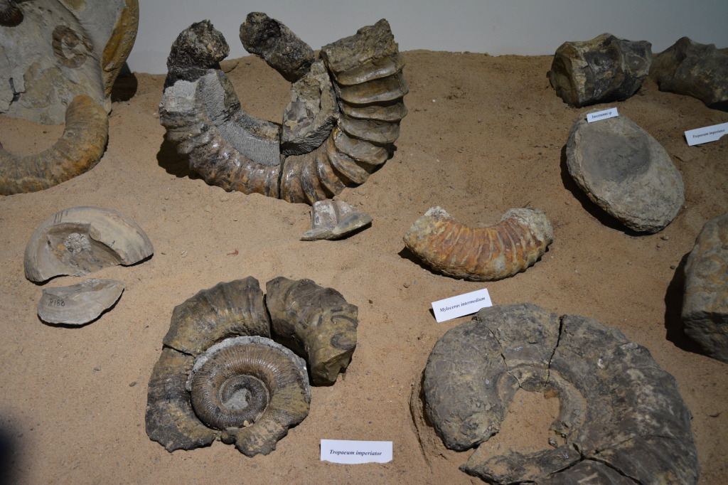 Kronosauruskorner, Richmond