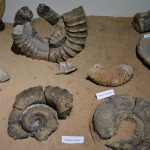 Kronosauruskorner, Richmond