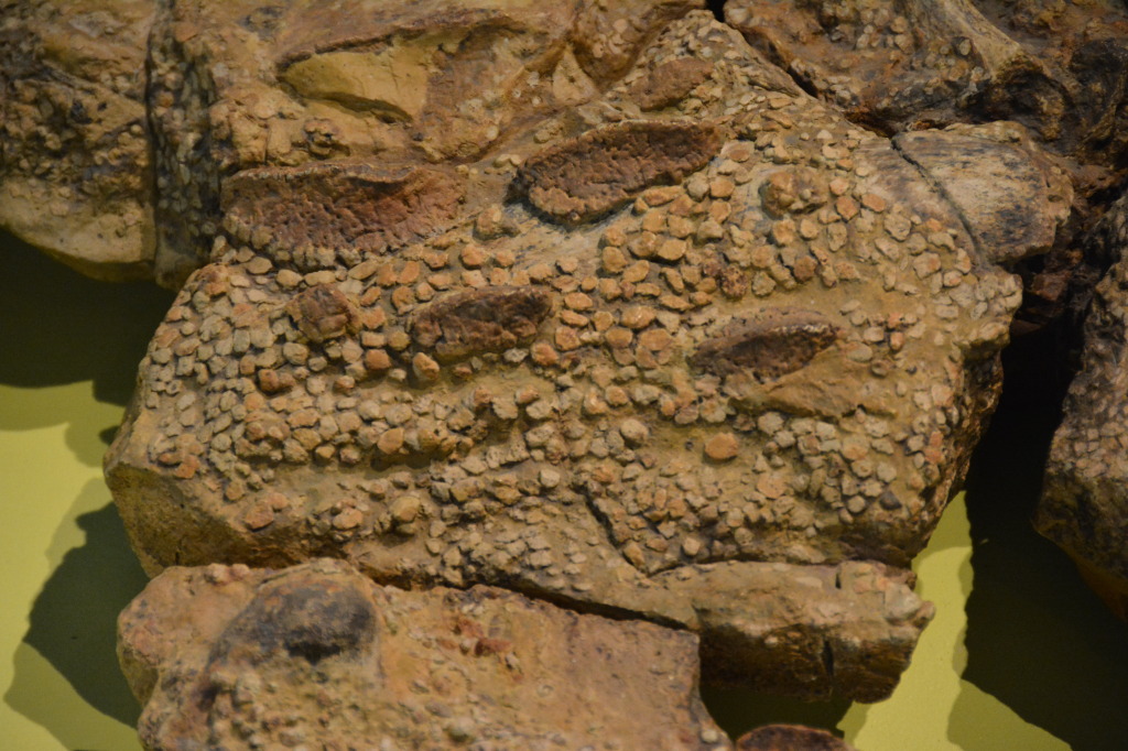 Kronosauruskorner, Richmond