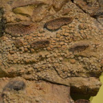 Kronosauruskorner, Richmond