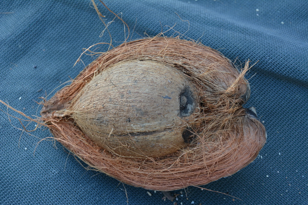 Magnetic Island, Far North Queensland
