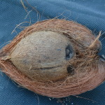 Magnetic Island, Far North Queensland