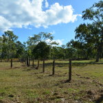 Old Laura Homestead, Cape York