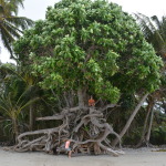 Chili Beach, Cape York
