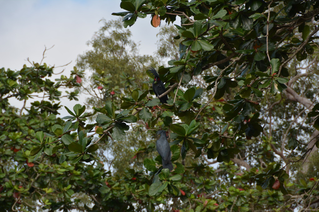 Bramwell Station, Cape York